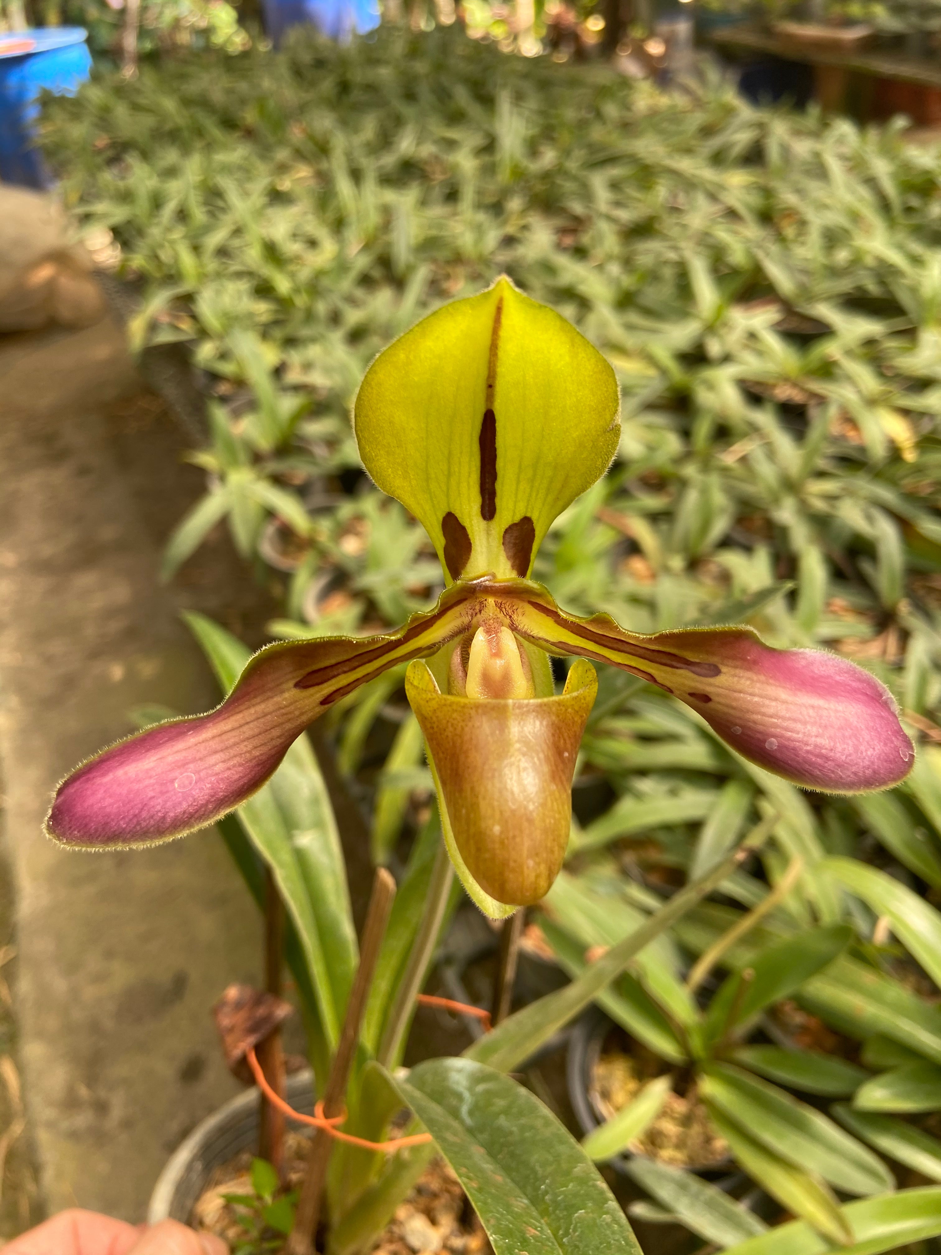 Paphiopedilum tigrinum