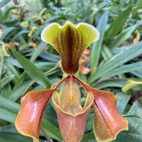 Paphiopedilum villosum