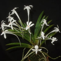 Vanda falcata