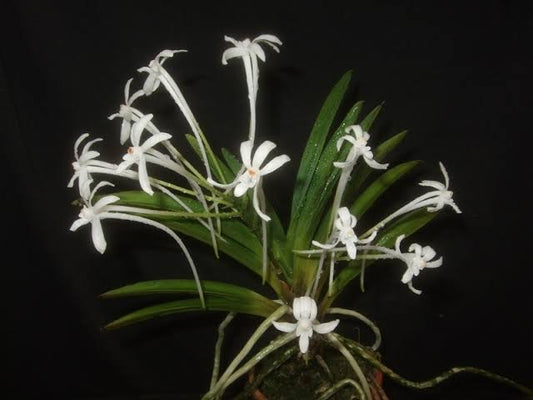 Vanda falcata