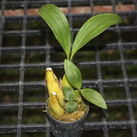 Coelogyne multiflora