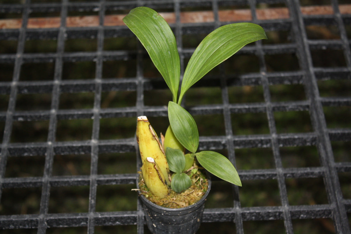 Coelogyne multiflora