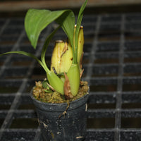 Coelogyne multiflora