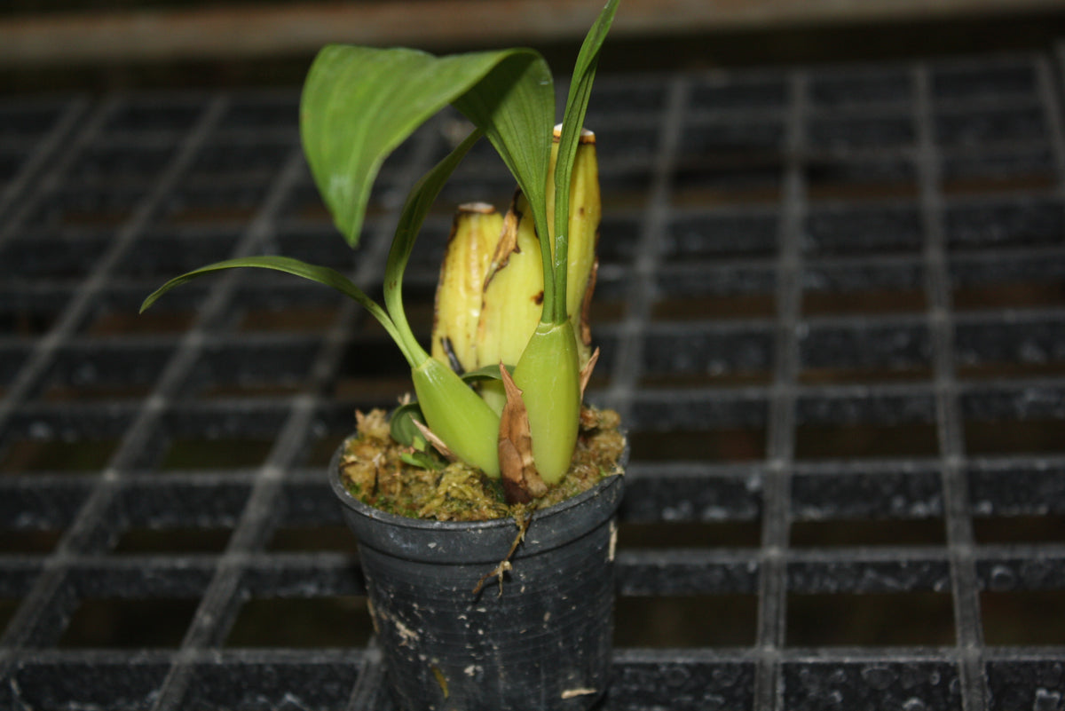 Coelogyne multiflora