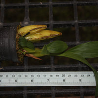 Coelogyne multiflora