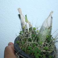 Catasetum tenebrosum