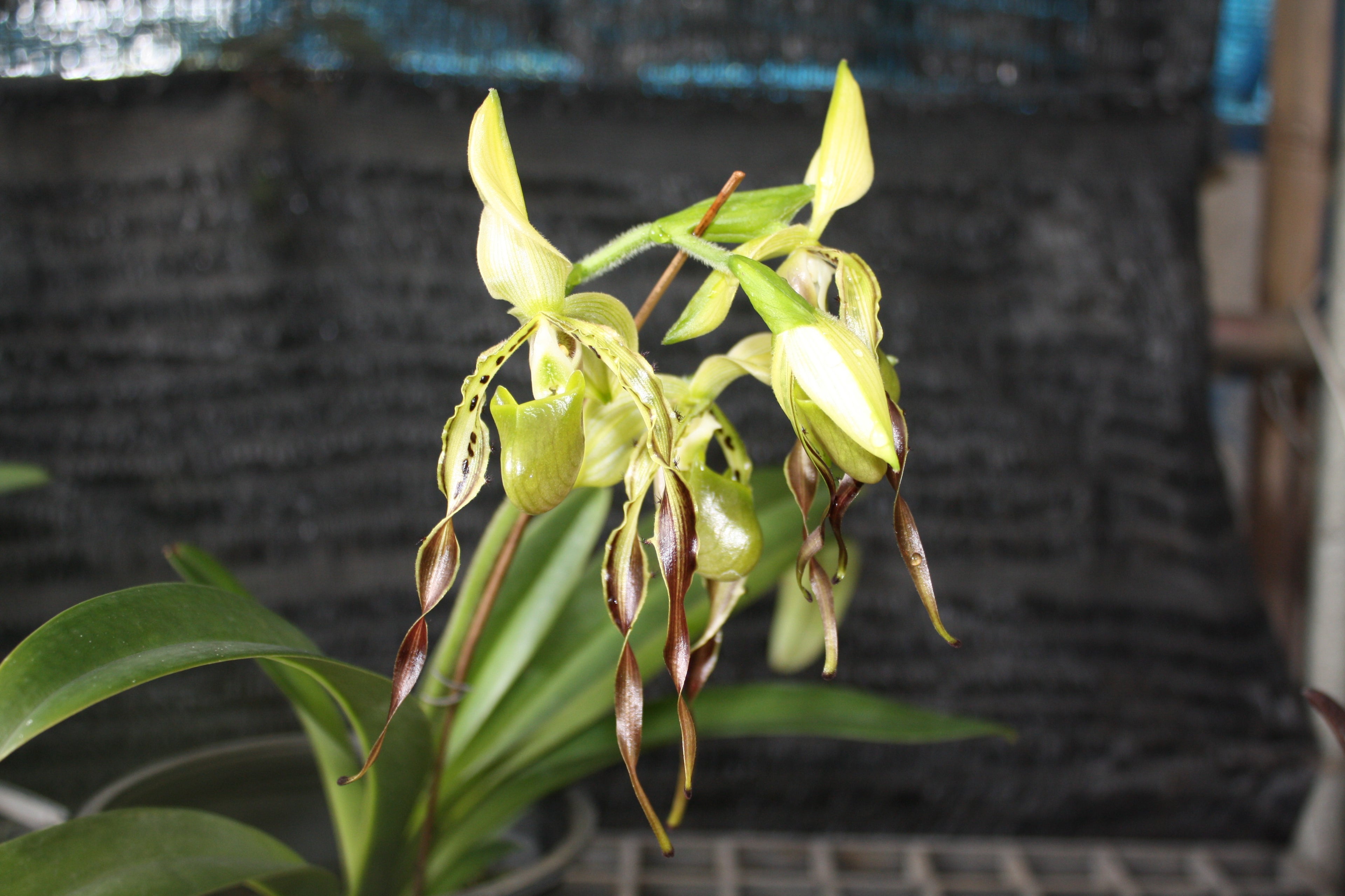 Paphiopedilum parishii