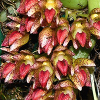 Bulbophyllum colomaculosum (Bulbophyllum leopardinum)