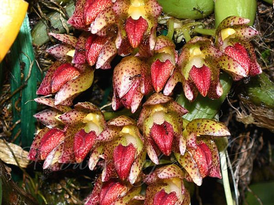 Bulbophyllum colomaculosum (Bulbophyllum leopardinum)