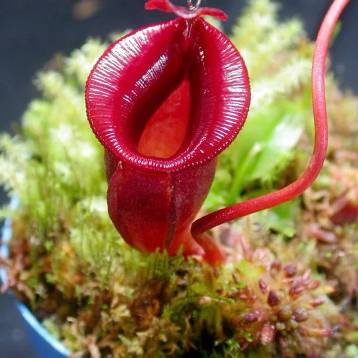 Nepenthes jacquelineae