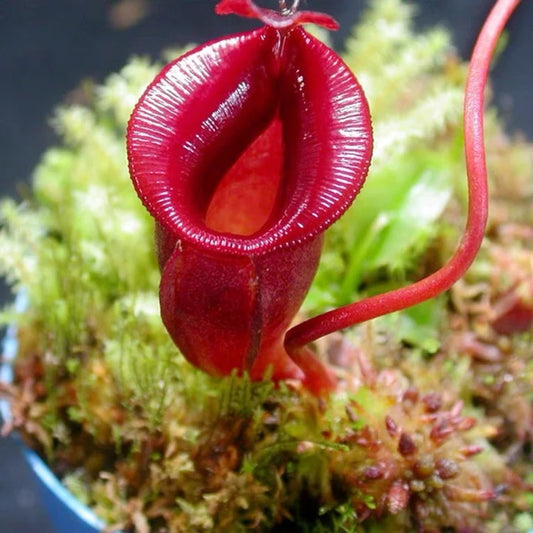 Nepenthes jacquelineae