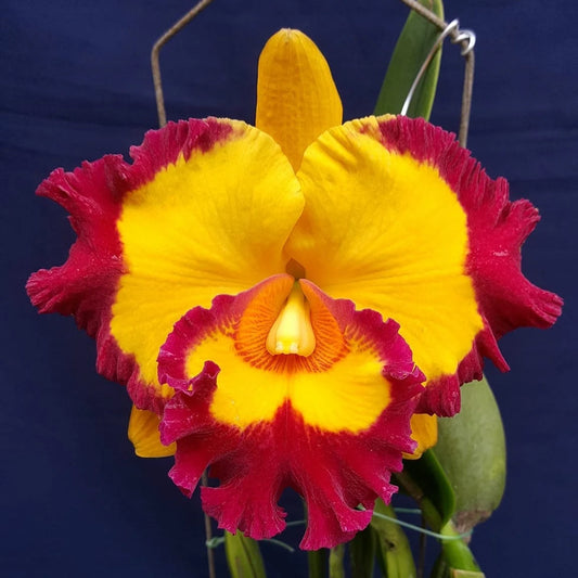 cattleya village chief rose