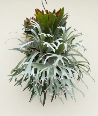 Platycerium willinckii OMG (sporeling)