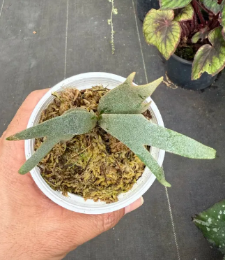 Platycerium willinckii "Jade Girl"