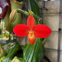 Phragmipedium besseae