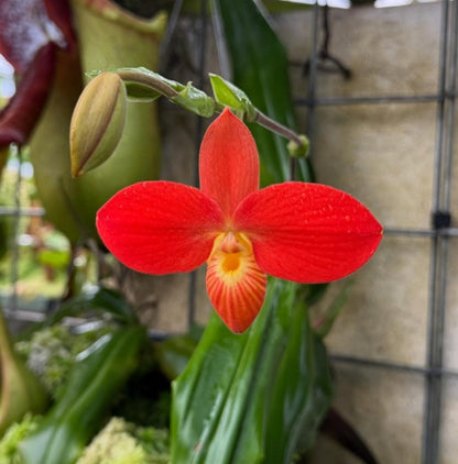 Phragmipedium besseae