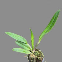 Rhyncholaeliocattleya Amazing Thailand ‘Gold Star’ (Rlc. Amazing Thailand  Gold Star)