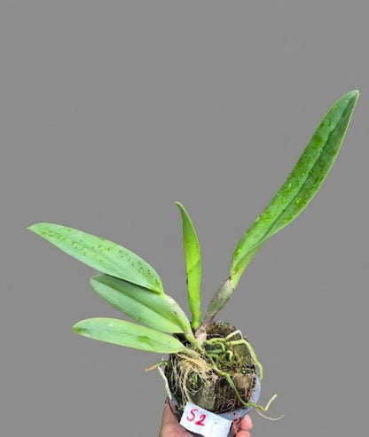 Rhyncholaeliocattleya Amazing Thailand ‘Gold Star’ (Rlc. Amazing Thailand  Gold Star)