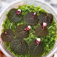 Corybas ecarinatus