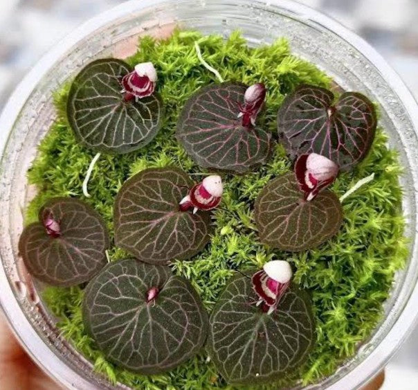 Corybas ecarinatus