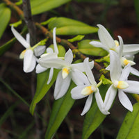 Thrixspermum calceolus