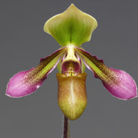 Paphiopedilum hookerae