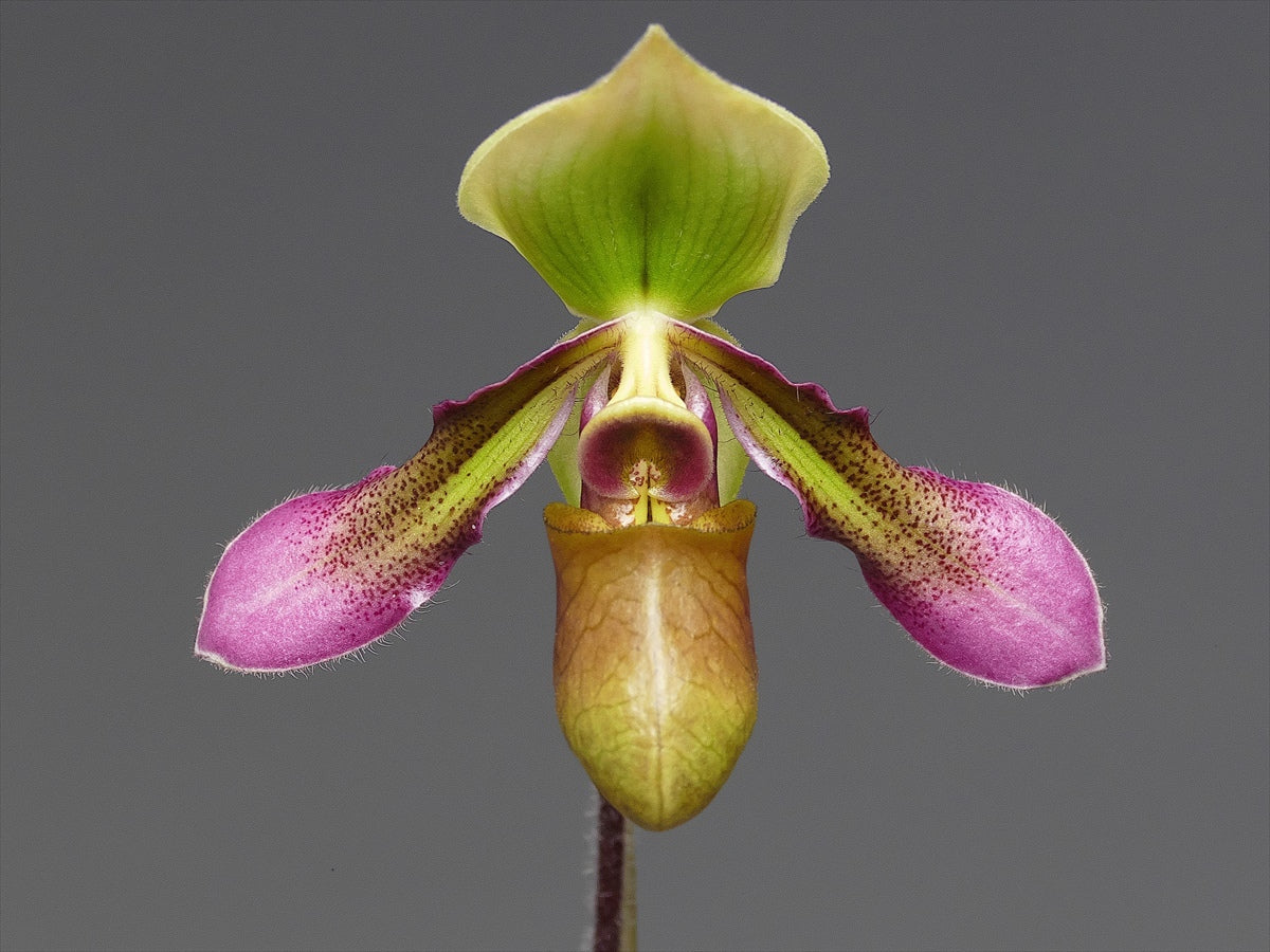 Paphiopedilum hookerae