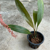 Dendrochilum hampelii