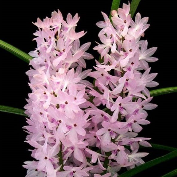 Ascocentrum christensonianum
