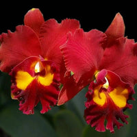 Cattleya (Rlc.) Petch Paitoon