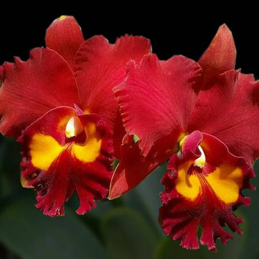 Cattleya (Rlc.) Petch Paitoon