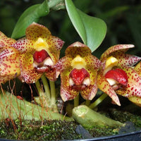 Bulbophyllum colomaculosum (Bulbophyllum leopardinum)