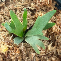Platycerium willinckii  Jenny