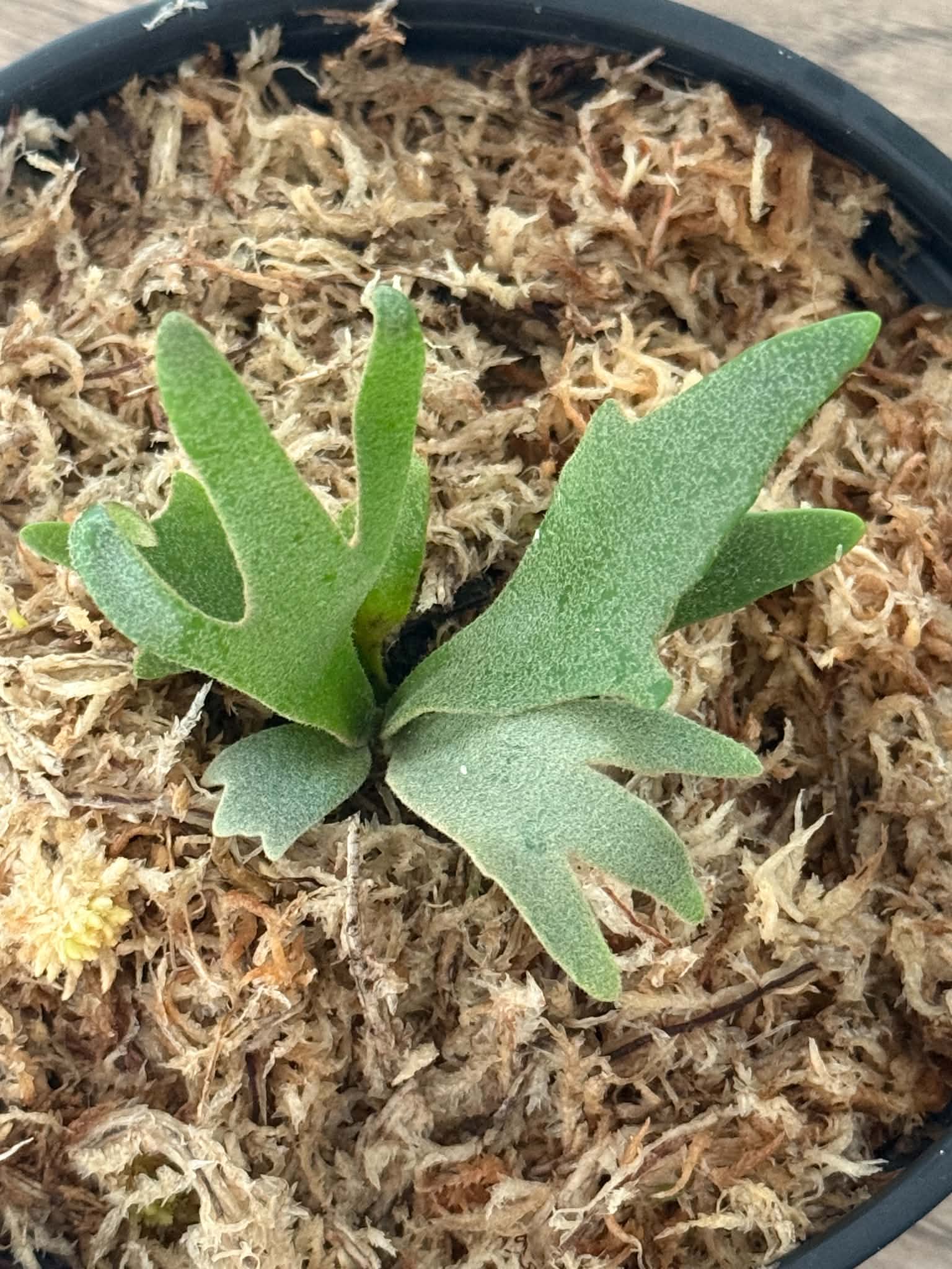 Platycerium willinckii  Jenny