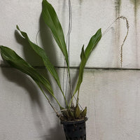 Dendrochilum magnum