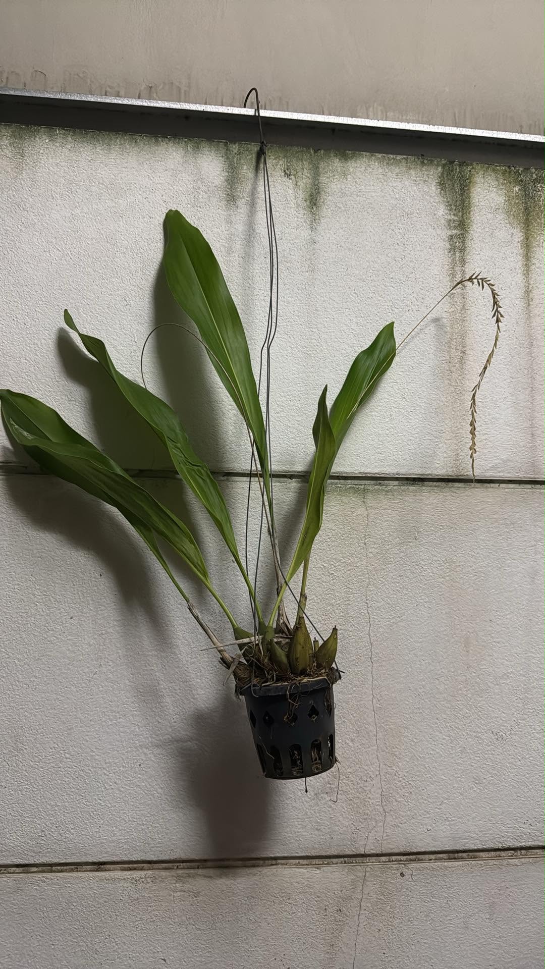 Dendrochilum magnum