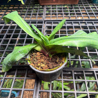 Paphiopedilum victoria-regina