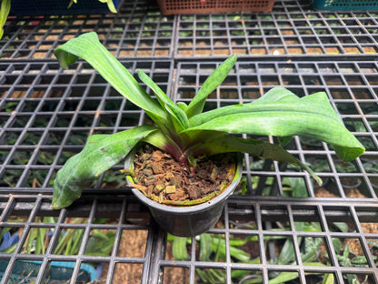 Paphiopedilum victoria-regina