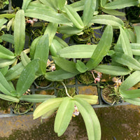 Gastrochilus obliquus