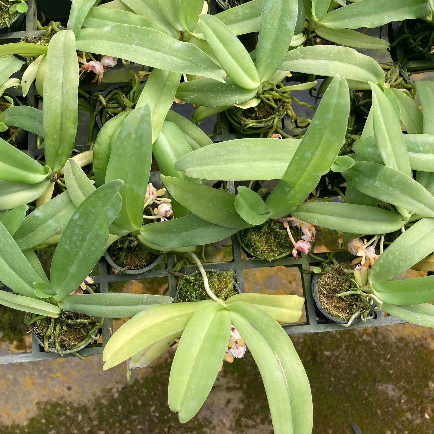 Gastrochilus obliquus