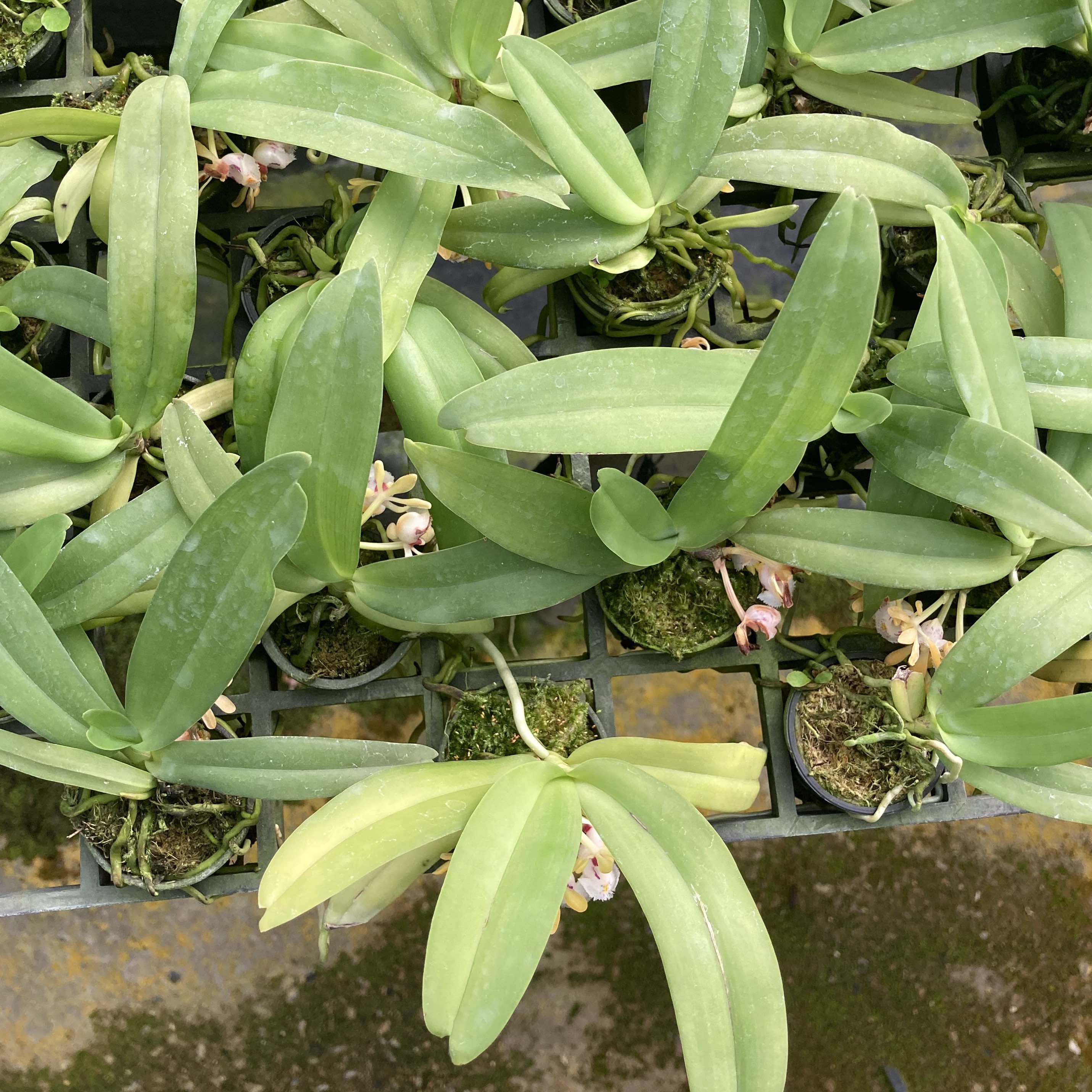 Gastrochilus obliquus
