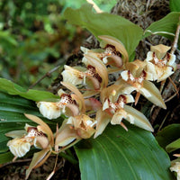 Coelogyne fuscescens var brunnea