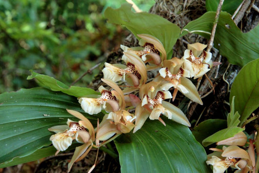 Coelogyne fuscescens var brunnea