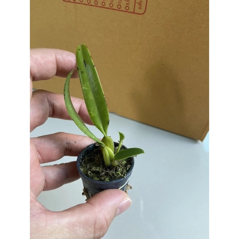 Bulbophyllum salmoneum