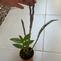 Dendrobium primulinum