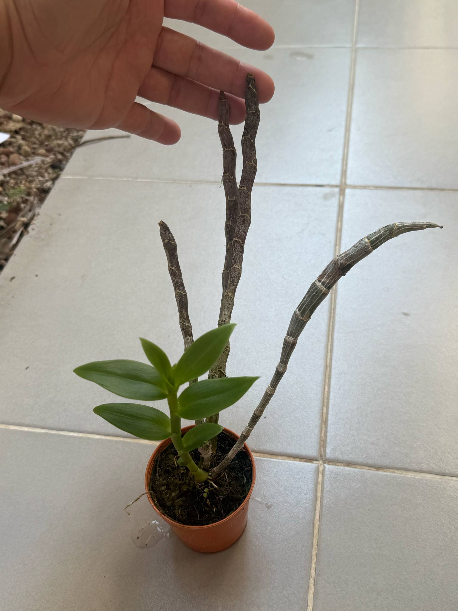 Dendrobium primulinum