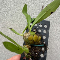 Porpax thaithongiae