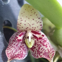 Trias cambodiana
