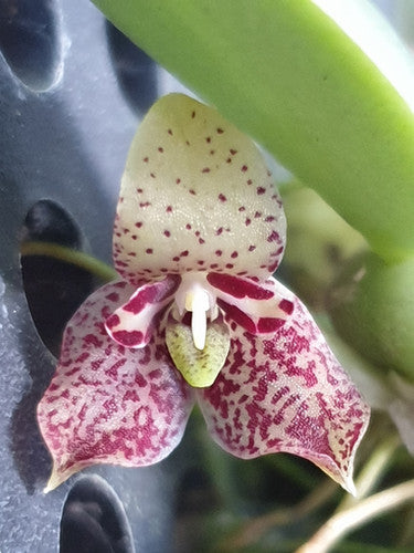 Trias cambodiana