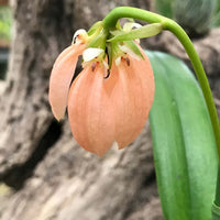 Bulbophyllum salmoneum
